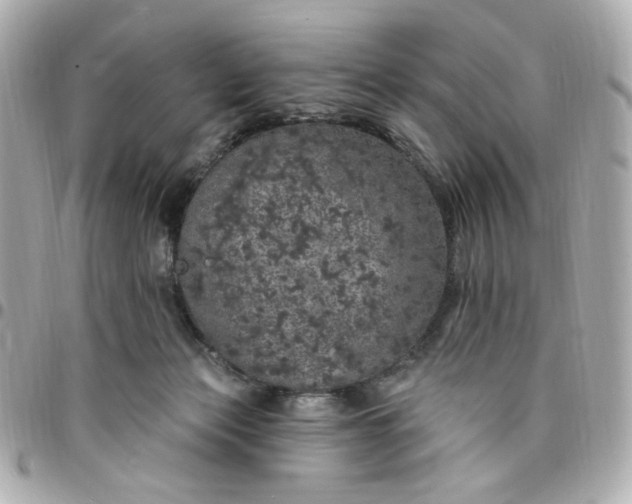 X0000096490173200802071951