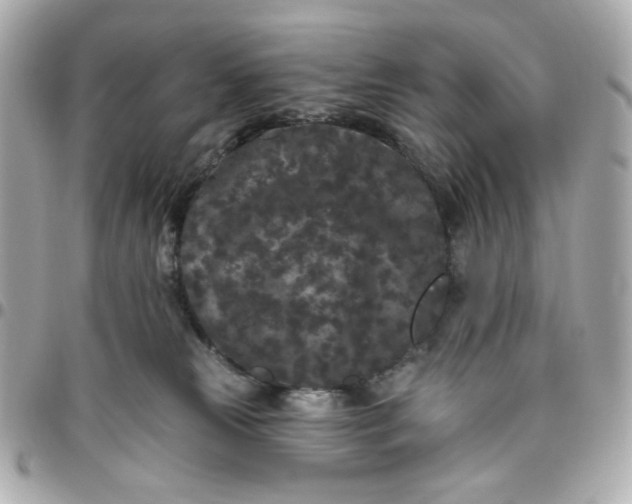 X0000096490181200802071951