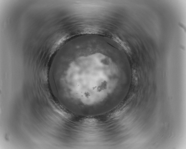 X0000096490203200802071950