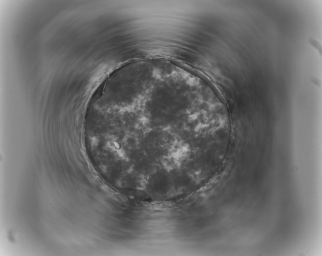 X0000096490241200802071949