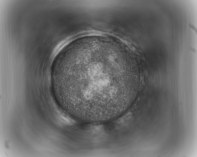 X0000096490247200802071949