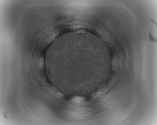 X0000096490278200802071950