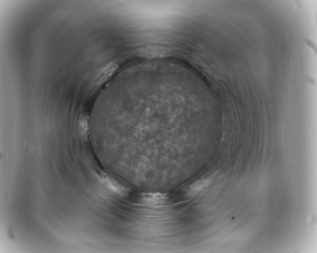 X0000096490288200802071950