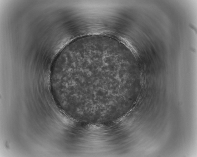 X0000096490346200802071947