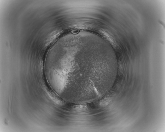 X0000096490398200802071947