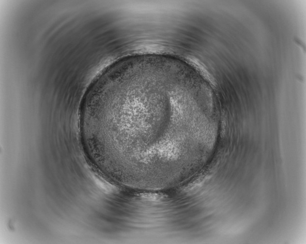 X0000096490439200802071946