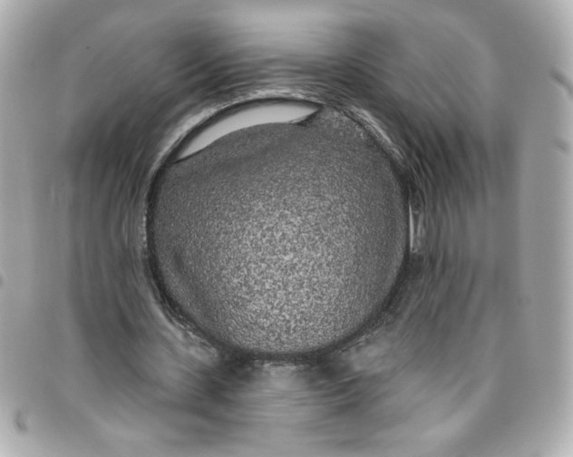 X0000096490531200802071944