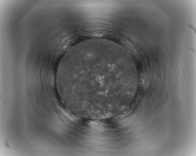 X0000096490568200802071945