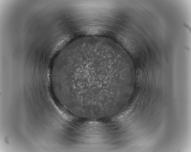 X0000096490590200802071944