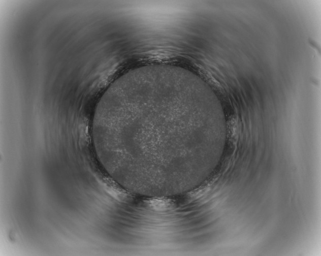 X0000096490615200802071944