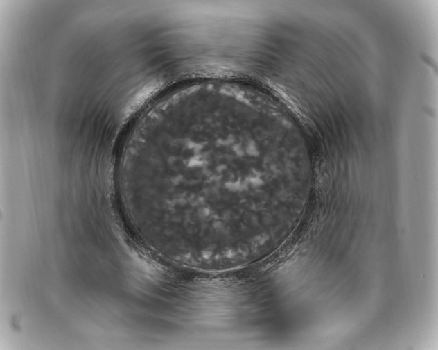 X0000096490679200802071943