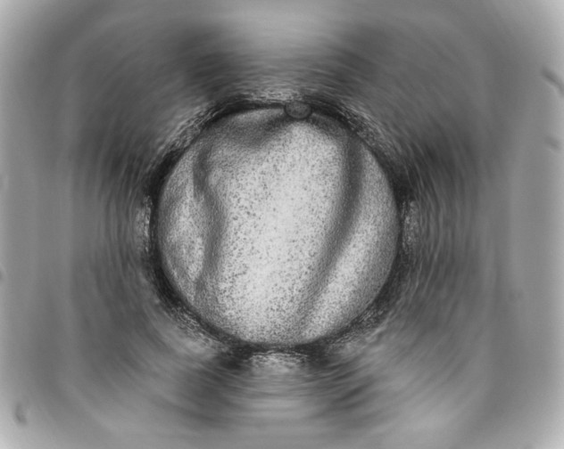 X0000096490739200802071942