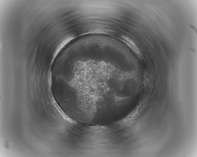 X0000096490804200802071941