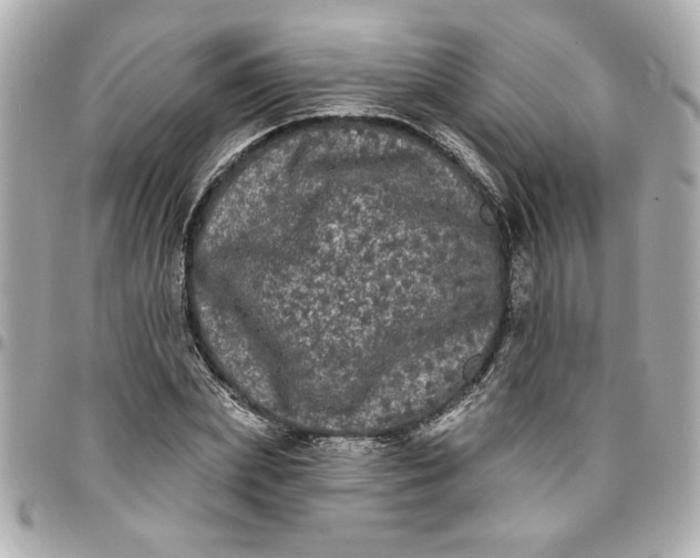 X0000096490831200802071940