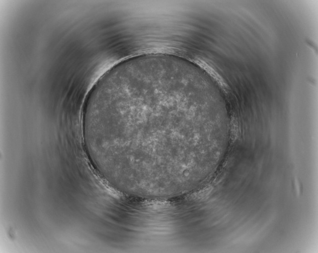 X0000096490886200802071940