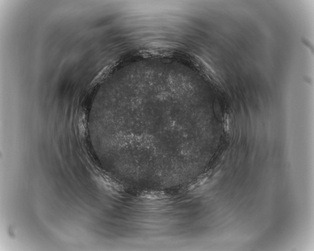 X0000096490915200802071939