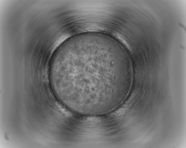 X0000096491026200802071938