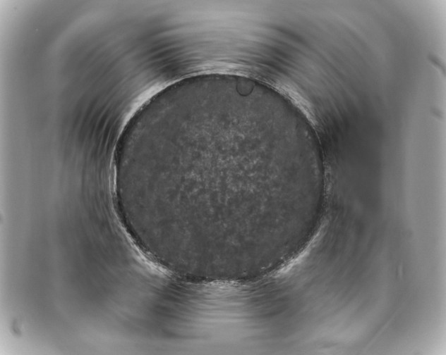 X0000096491125200802071936