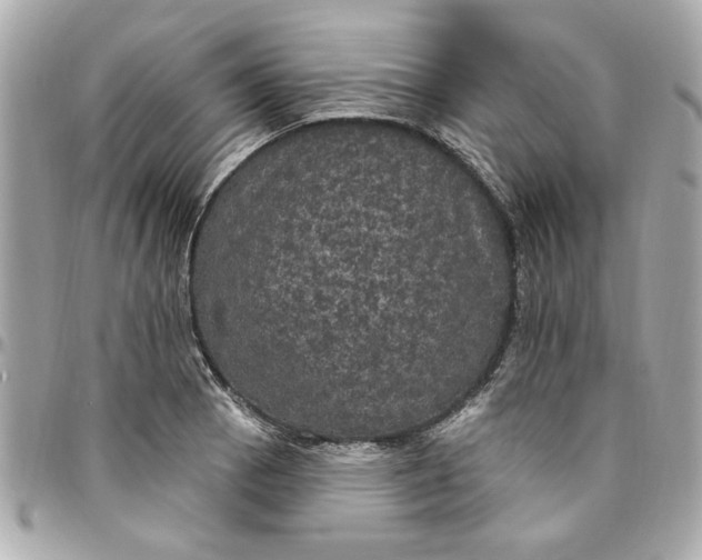 X0000096491129200802071936