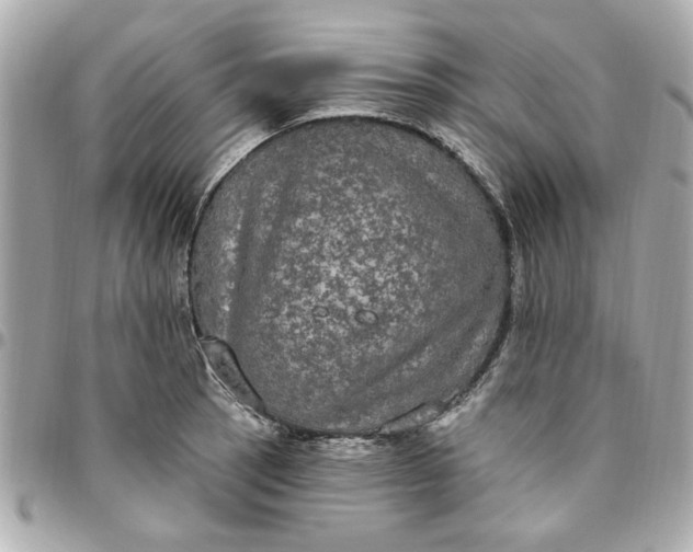 X0000096491137200802071936