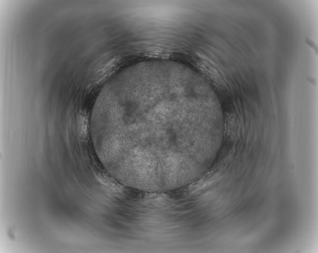 X0000096491154200802071936