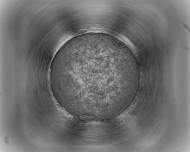 X0000096491190200802071935