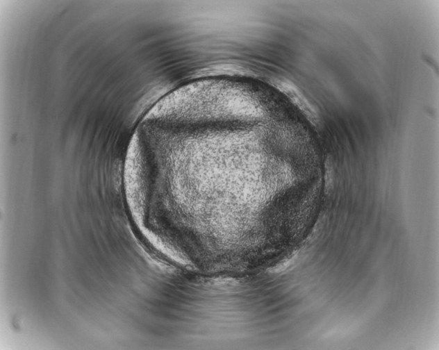 X0000096491233200802071935