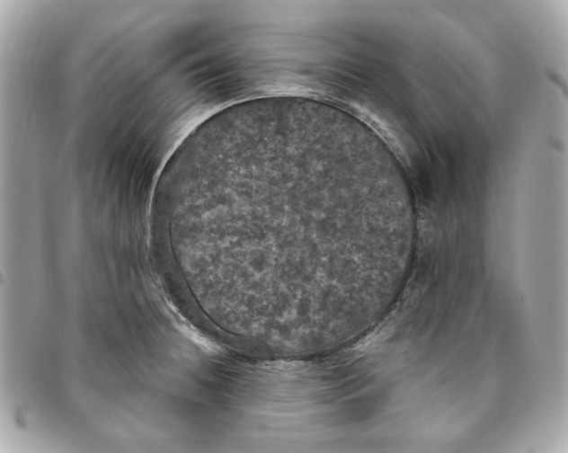 X0000096491236200802071935