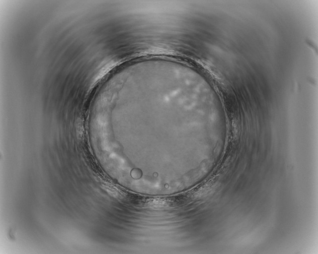 X0000096491266200802071934