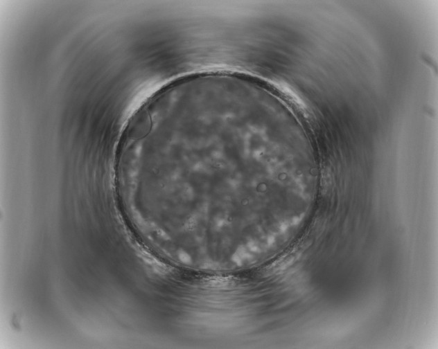 X0000096491279200802071934