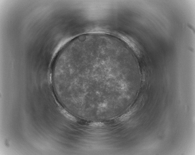 X0000096491462200802071931