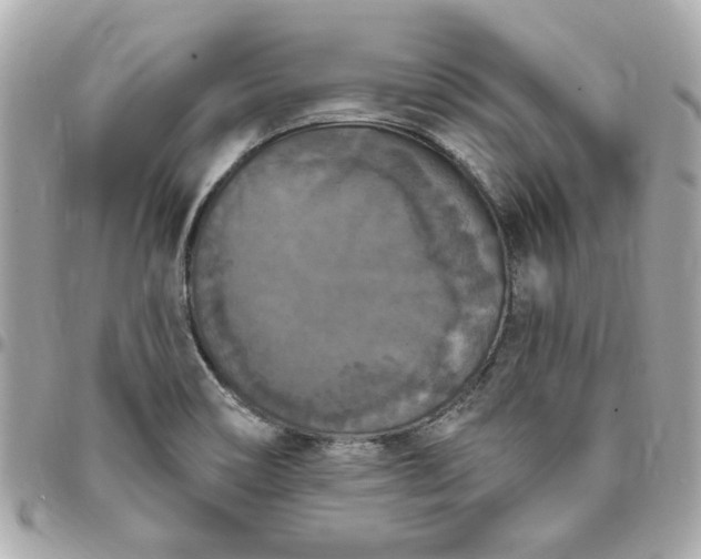 X0000096491466200802071931