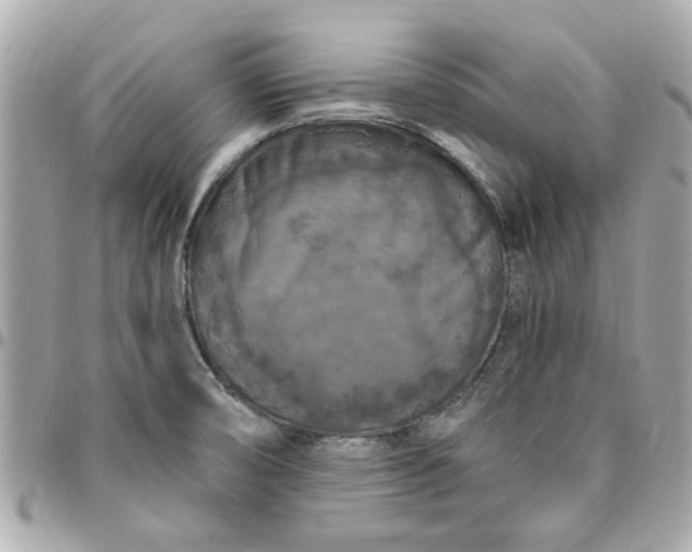 X0000096491474200802071931