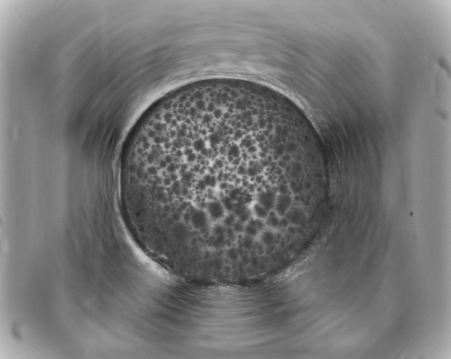 X0000096491515200802071931