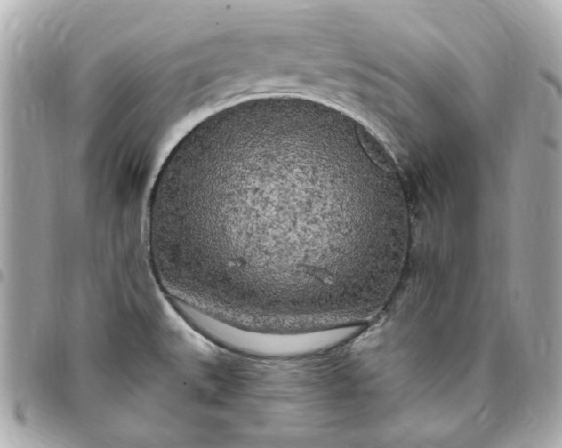 X0000096491527200802071931