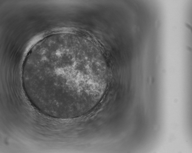 X0000096490006200802141757