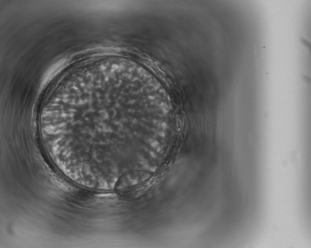 X0000096490053200802141756