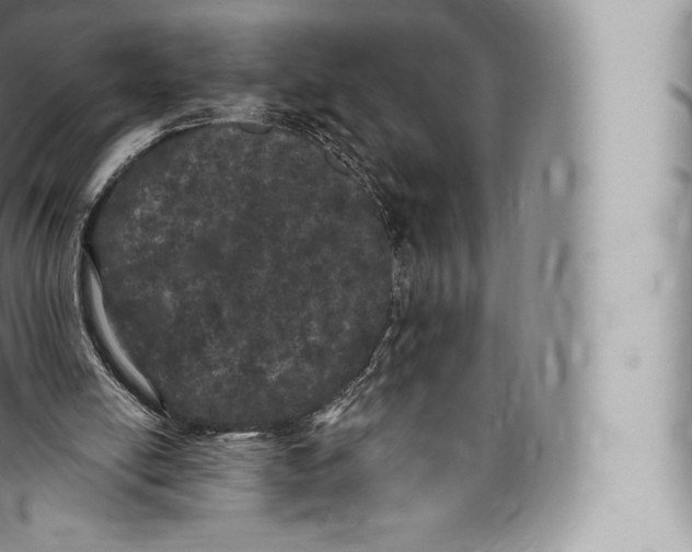 X0000096490054200802141756