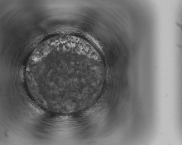 X0000096490065200802141756