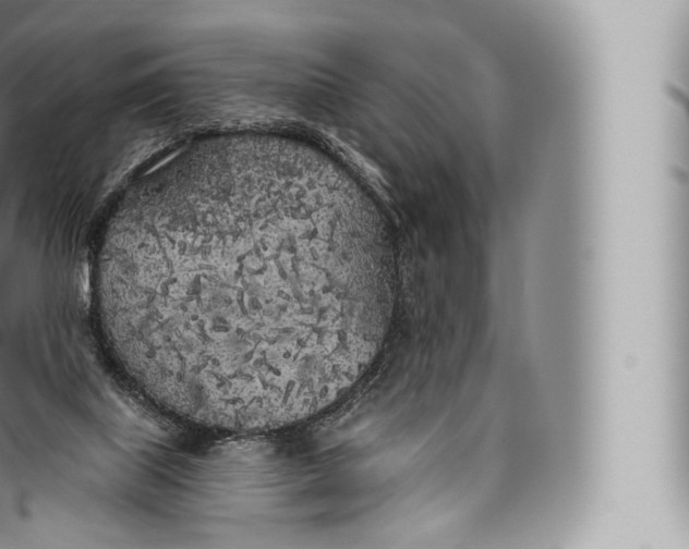 X0000096490067200802141756