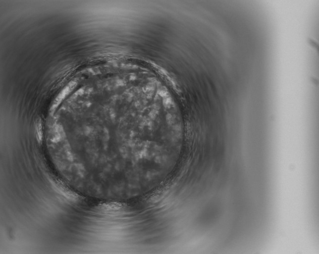 X0000096490069200802141756