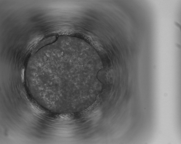 X0000096490070200802141756