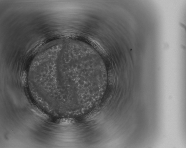 X0000096490077200802141756