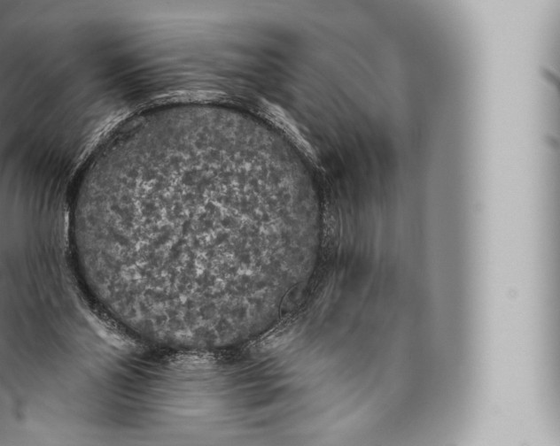 X0000096490110200802141755