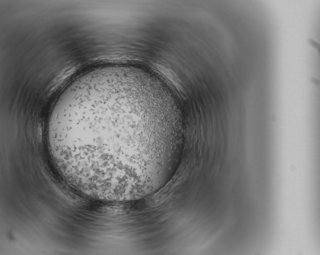 X0000096490120200802141755