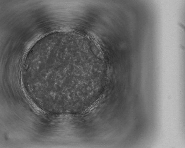 X0000096490145200802141754