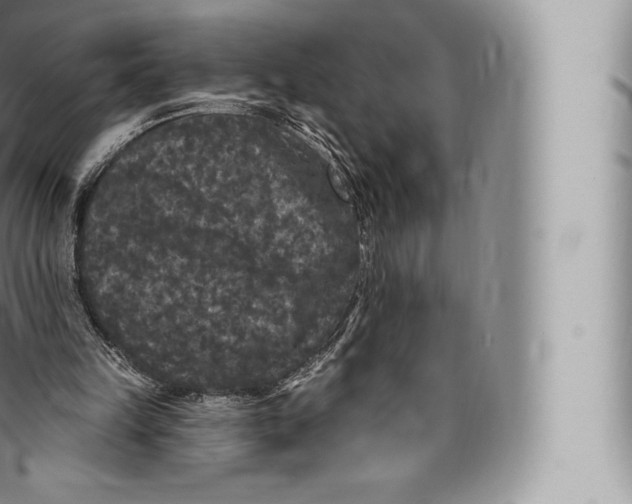 X0000096490149200802141754