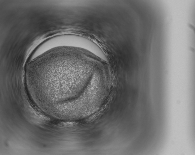 X0000096490152200802141754