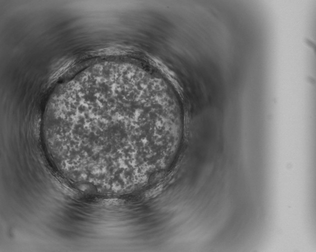 X0000096490153200802141754