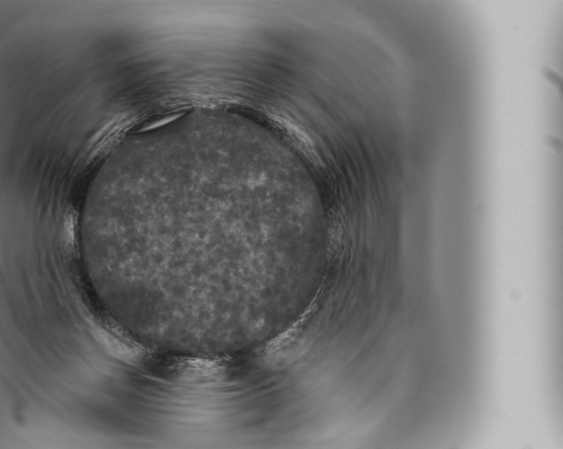 X0000096490166200802141754